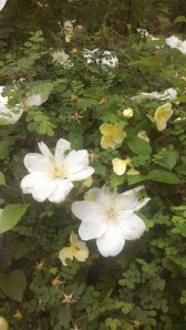 clematis amongst the roses