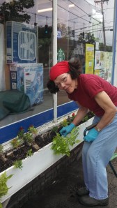 Mary plants the pharmacy window boxes