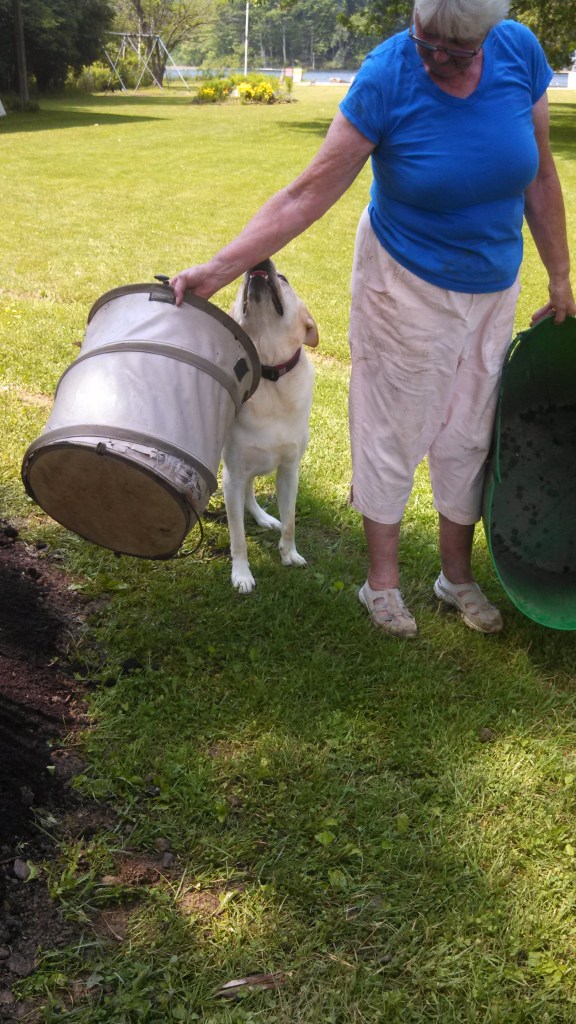 Honorary member, Barnabas, with owner Penny Wheeler spreading compost