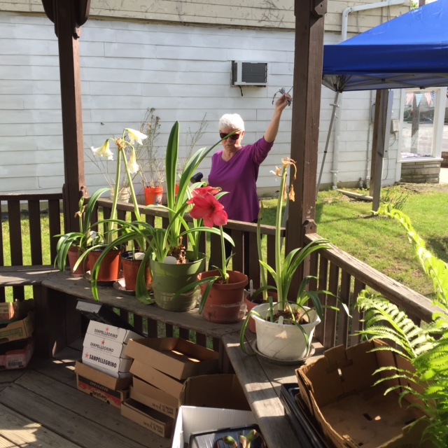 2016 plant sale 3